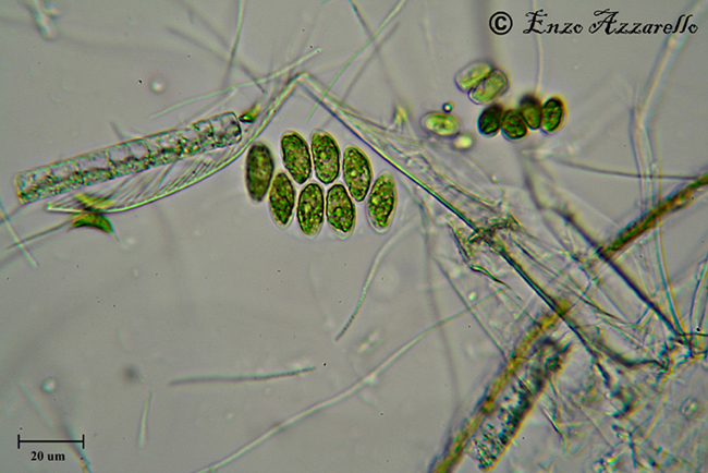 Scenedesmus sp.